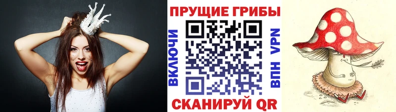 Купить где  Звенигород  Галлюциногенные грибы Psilocybe 